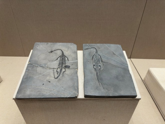 信息2：《龙首高昂——甘肃古生物化石展》在金昌市博物馆正式开展(1)525.png