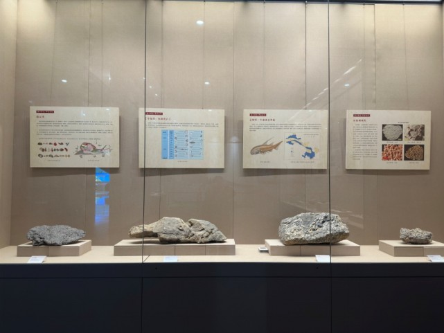 信息2：《龙首高昂——甘肃古生物化石展》在金昌市博物馆正式开展(1)488.png