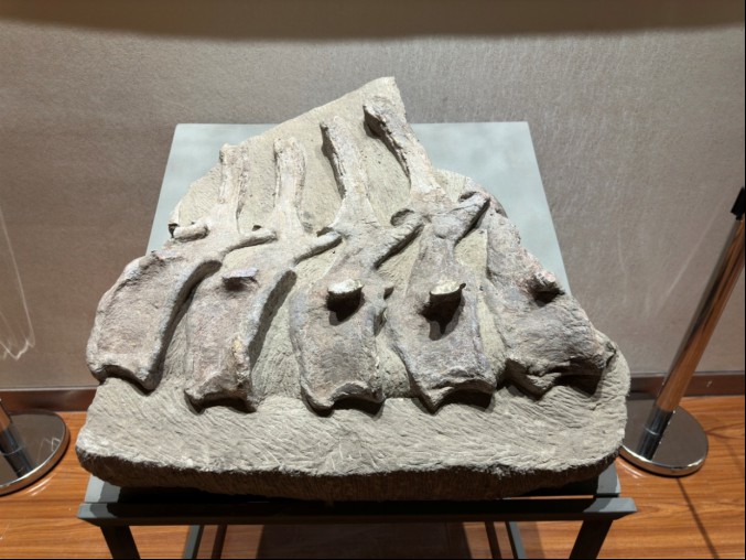 信息2：《龙首高昂——甘肃古生物化石展》在金昌市博物馆正式开展(1)536.png