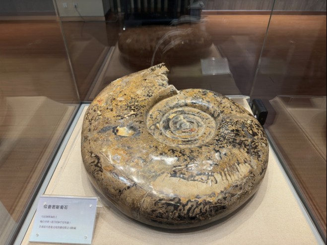 信息2：《龙首高昂——甘肃古生物化石展》在金昌市博物馆正式开展(1)562.png