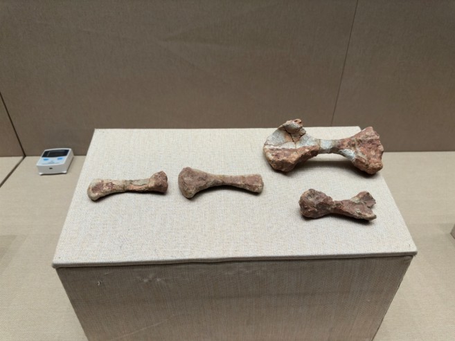 信息2：《龙首高昂——甘肃古生物化石展》在金昌市博物馆正式开展(1)509.png