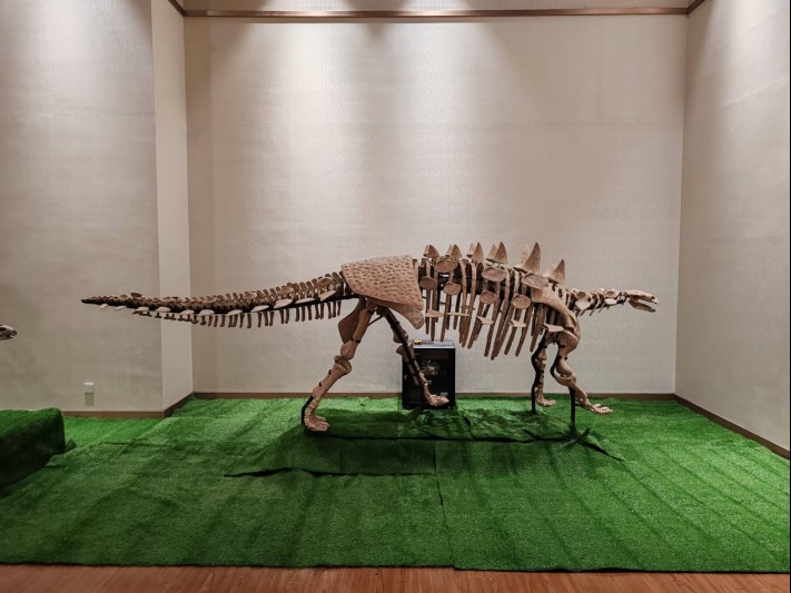 信息1：《大夏巨龙入驻金昌市博物馆  甘肃古生物化石精品展布展工程取得阶段性成果》479.png