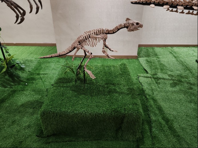 信息1：《大夏巨龙入驻金昌市博物馆  甘肃古生物化石精品展布展工程取得阶段性成果》504.png